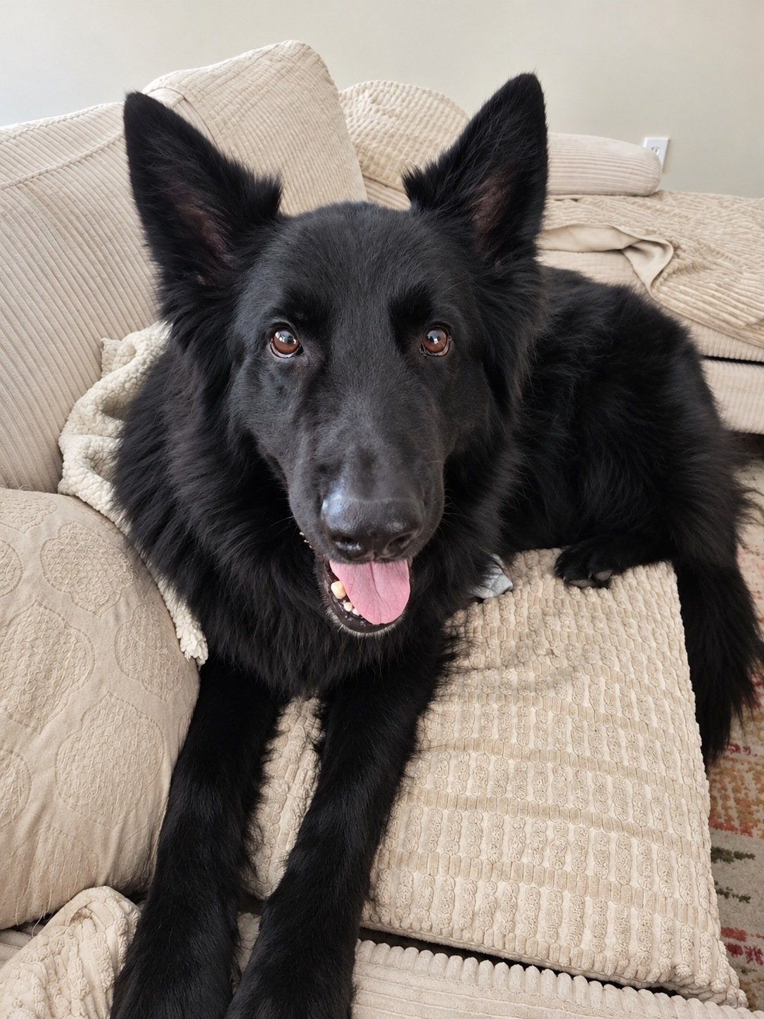 Black dog relaxing comfortably on a couch during in-home pet sitting