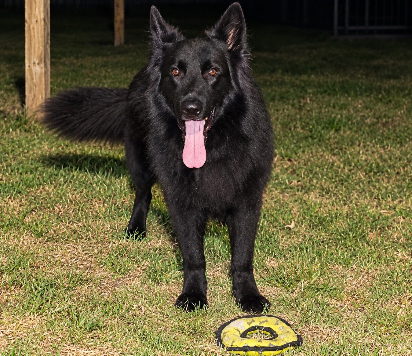 Black dog enjoying outdoor playtime