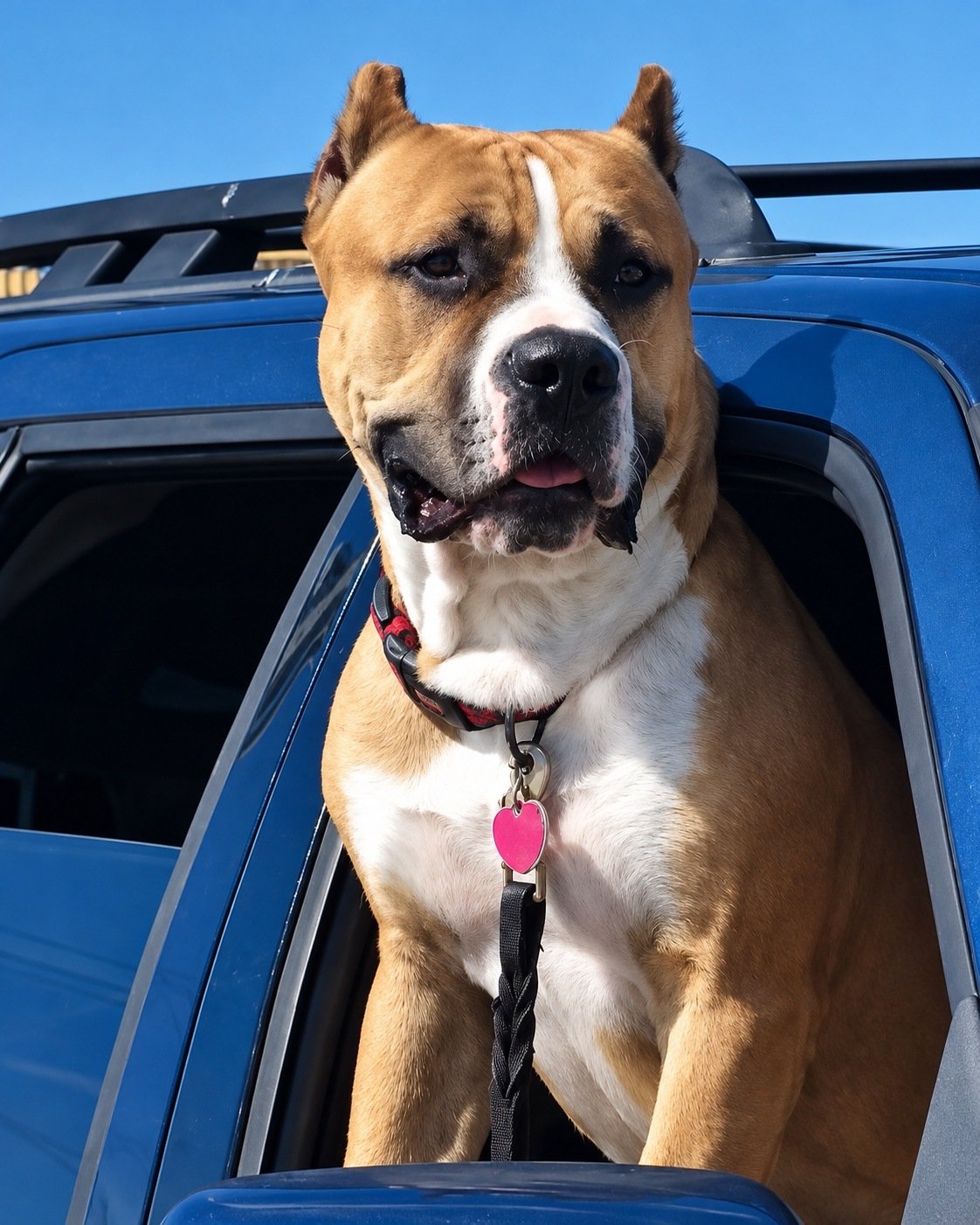 Dog ready for an outing with Hearts With Peace