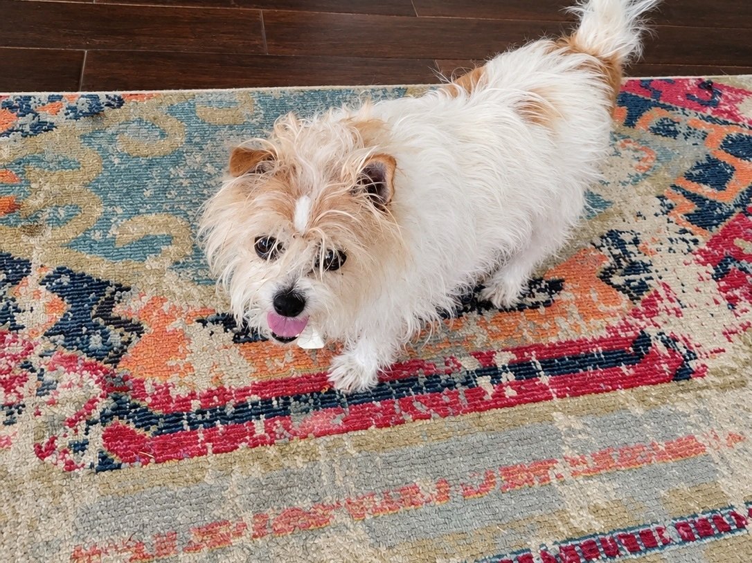 Small dog relaxing at home during a pet sitting visit