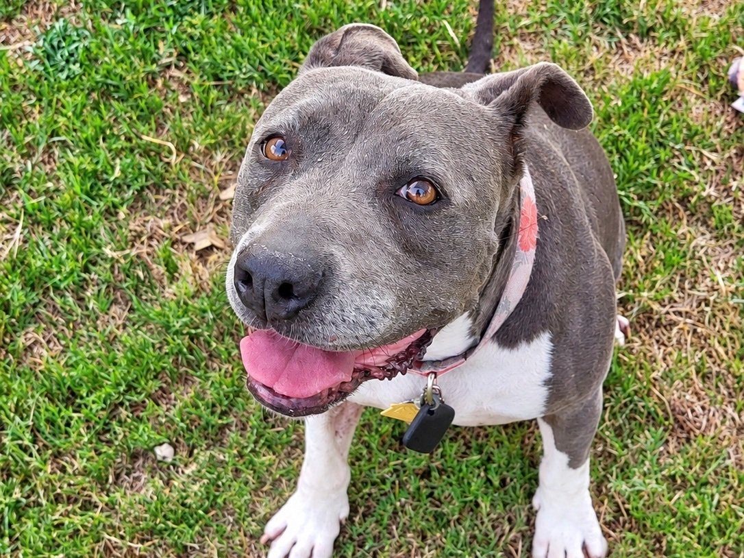 Happy gray and white dog outside on the grass