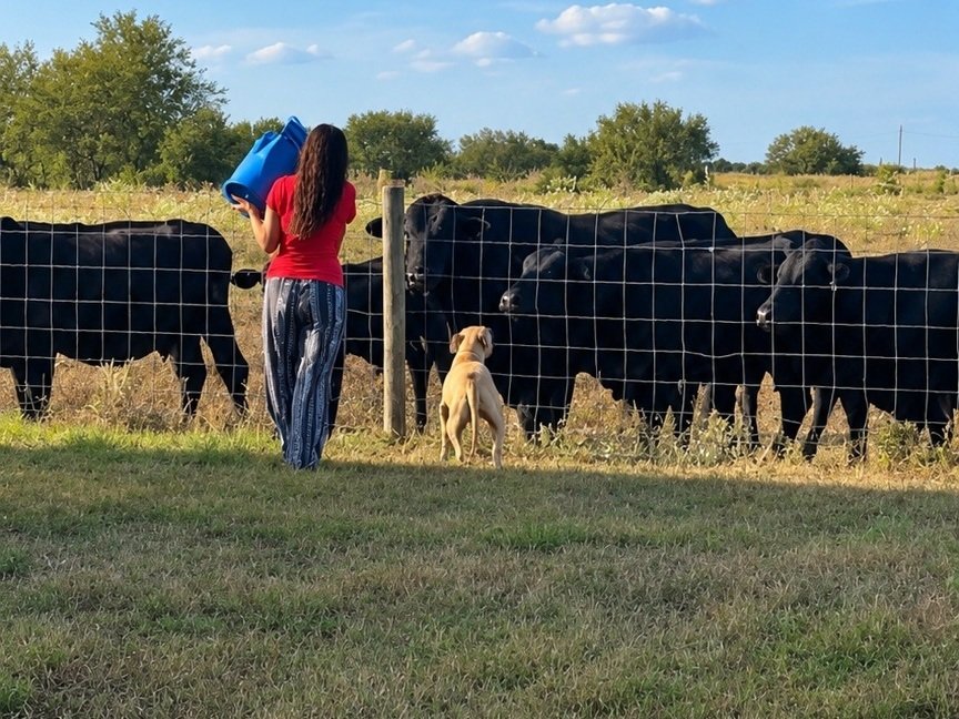 Susan Taylor feeding cattle outdoors with a dog beside her