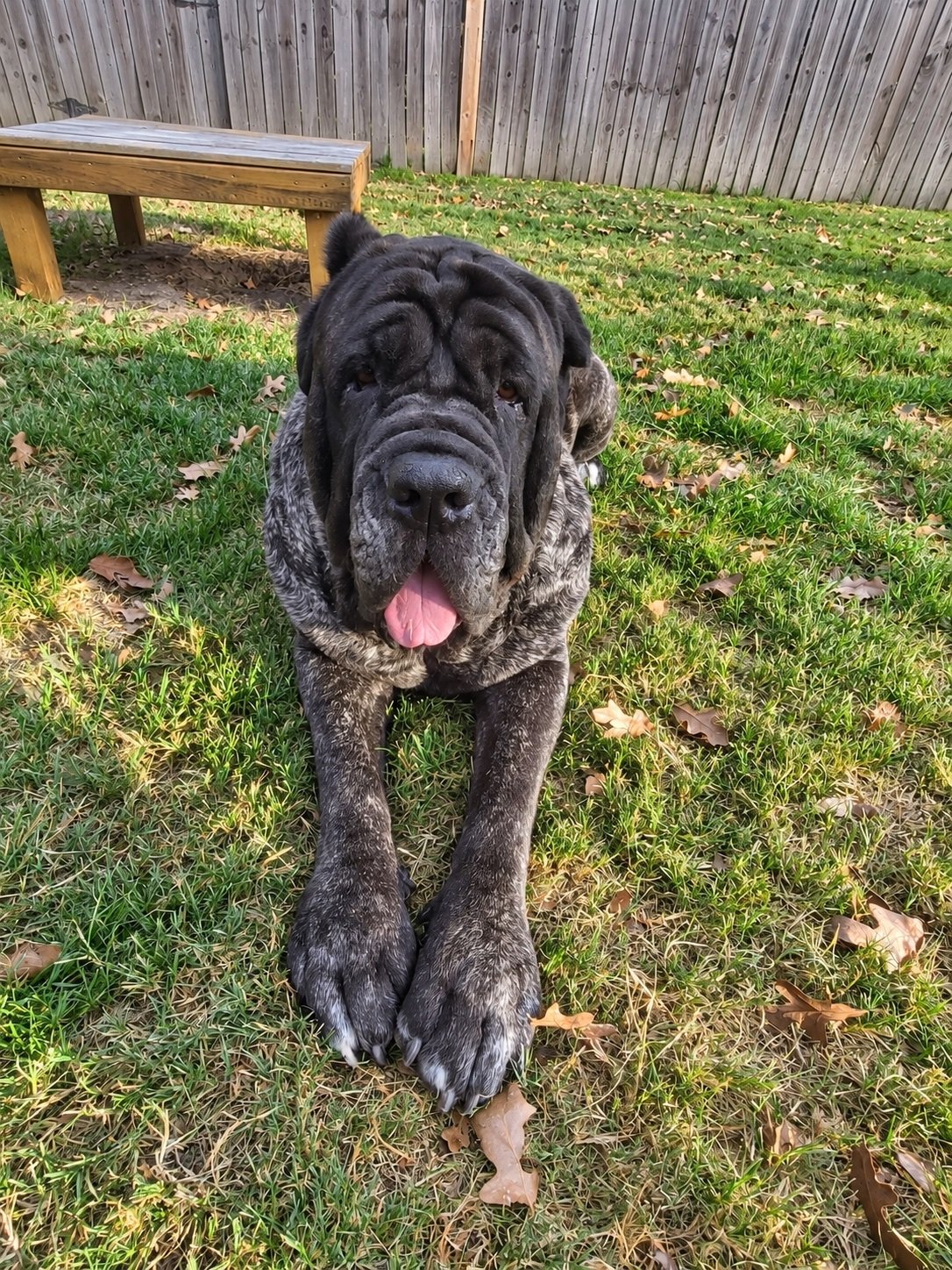 Large dog relaxing outside in a fenced yard