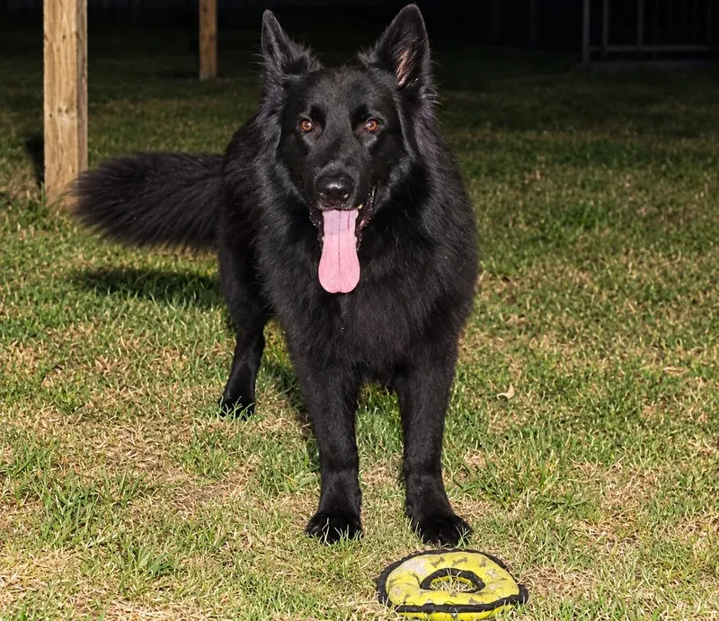 Black dog enjoying outdoor playtime