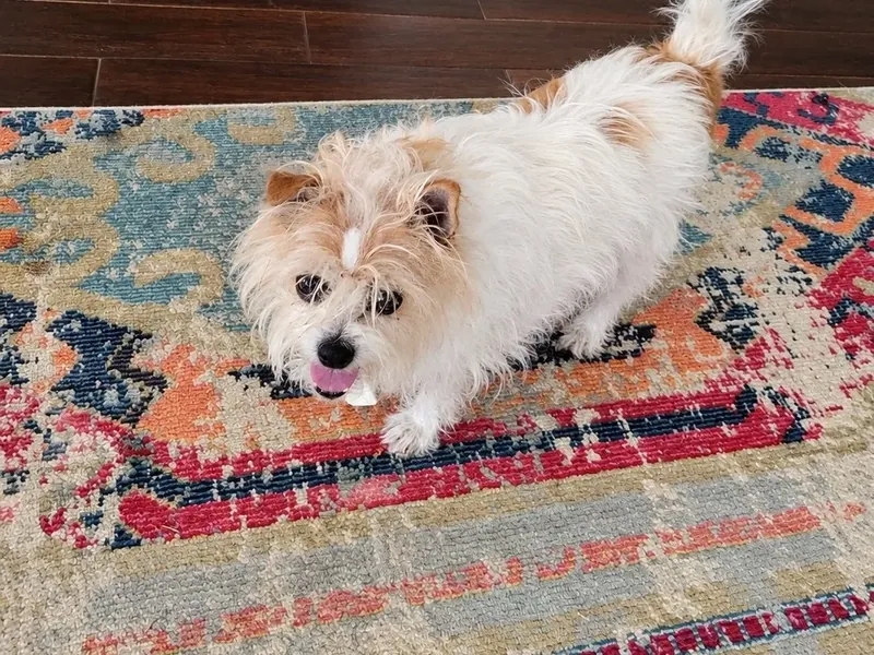 Small dog relaxing at home during a pet sitting visit