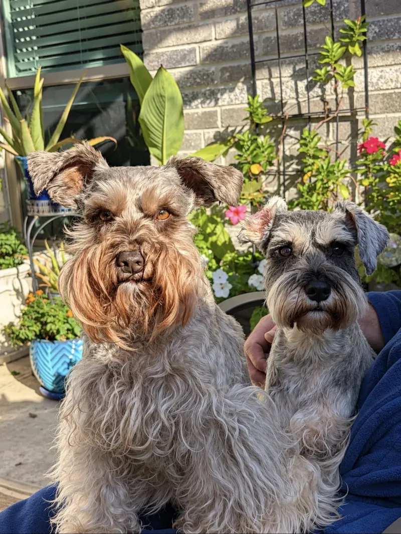 Two schnauzers enjoying time outdoors