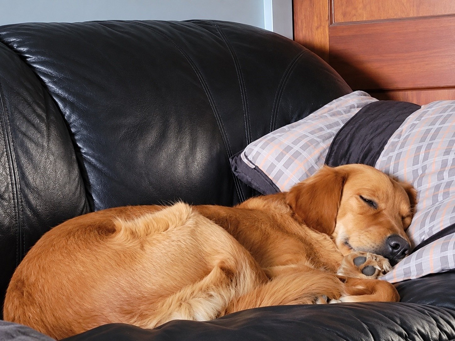 Golden retriever sleeping comfortably during in-home overnight pet care
