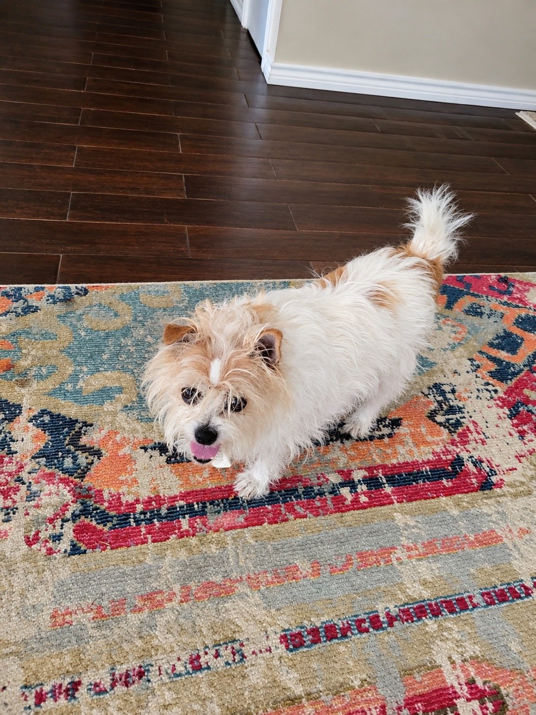 Small dog relaxing at home during in-home pet sitting in the Bryan and College Station area