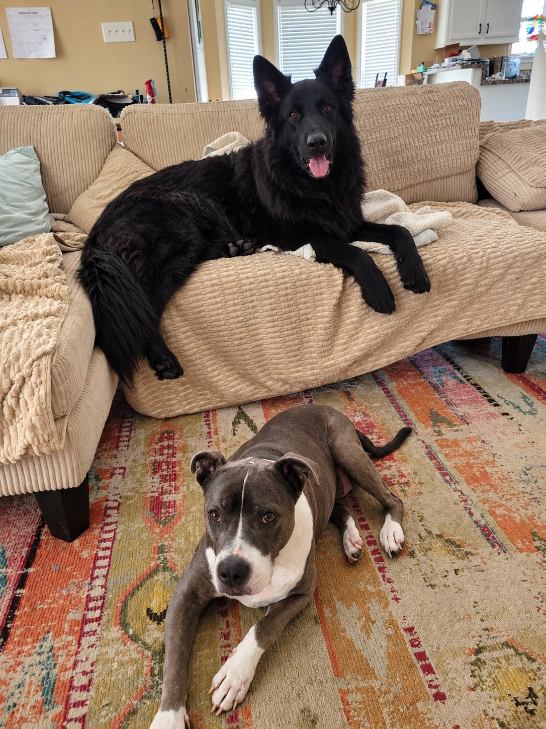 Two dogs relaxing together inside a home during pet sitting