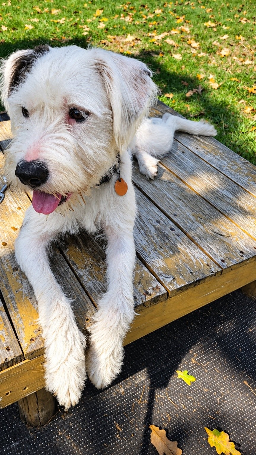 White dog relaxing outdoors during pet care